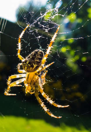 a spider has caught a wasp in your spider web on the huntの写真素材