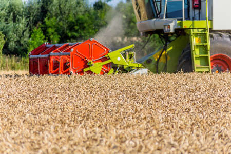 a cornfield with wheat at harvest. a combine harvester at work.の写真素材