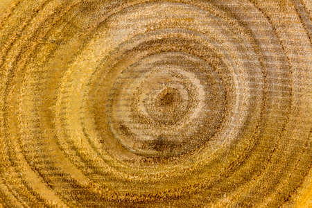 a small tree trunk in a close-up. grain of woodの写真素材