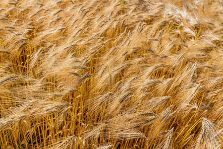 a corn field with barley waiting for harvest. symbolic photo for agriculture and healthy eating.