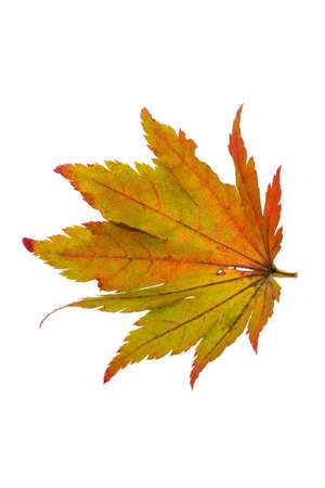 the colorful messenger of autumn. leaves on white background, autumn leaf