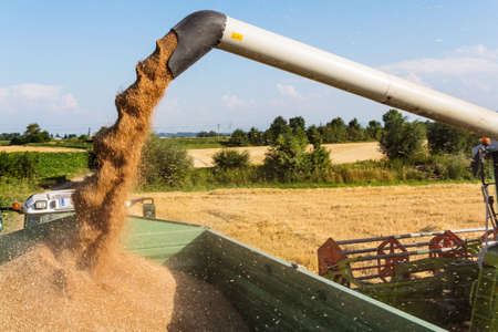 a cornfield with wheat at harvest. a combine harvester at work.
