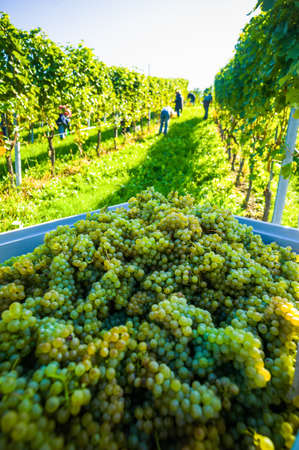 vintage in a vineyard winemaker. vineyard in autumn. ripe grapes are harvested.の写真素材