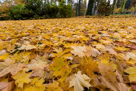 yellow autumn leaves have fallen from the trees. colorful season.