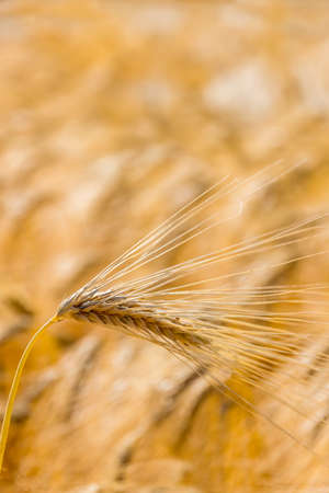 a corn field with barley waiting for harvest. symbolic photo for agriculture and healthy eating.の写真素材