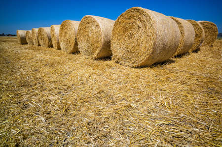 bales of grain after harvesting a wheat field
