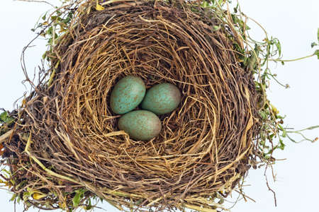 the eggs in a bird's nest of a blackbird.の写真素材