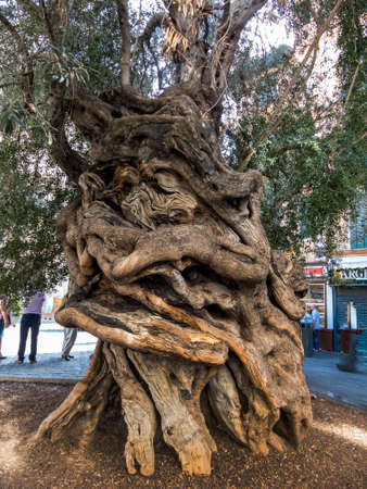 the trunk of a very old olive tree in palma, mallorca, spainのeditorial素材