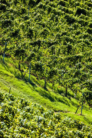 vintage in autumn in vineyard of winemaker. ripe grapes in the vineyard waiting for the harvest.