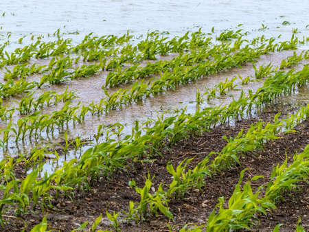 flood 2013 austria. floods and floods in agricultureの写真素材