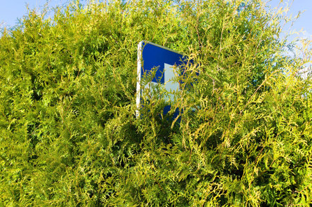 shield, blue cross, between the leaves of a tree