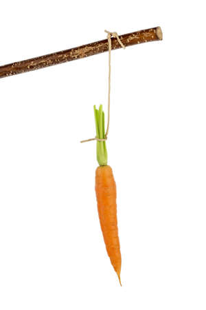 carrot on a stick. fresh fruit and vegetables is always healthy. symbolic photo for motivation.の写真素材
