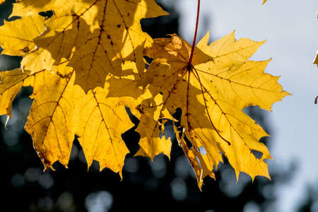 autumn colored leaves, symbolizing seasons change, transformation