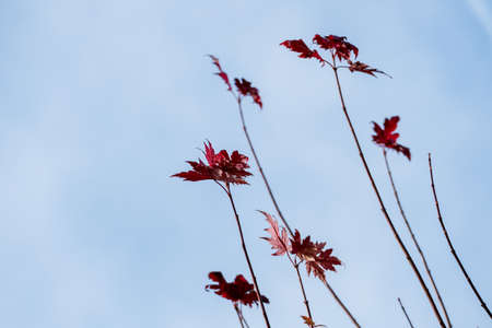 leaves with autumn colors, symbol of seasons, melancholy, transience