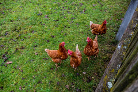 chickens free range, symbol of agriculture, humanely, country lifeの写真素材