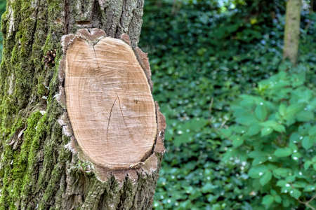 tree maintenance, garden maintenance but also annual ring. photo icon for agingの写真素材