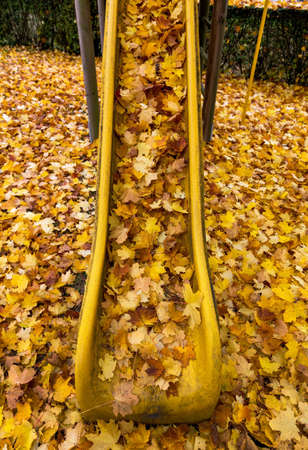 yellow autumn leaves have fallen from the trees. colorful season.の写真素材