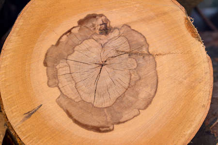 trees in a forest were recut in wood working. natural, energy-friendly and sustainable heat.