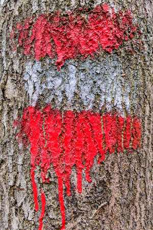 on a tree, the red-white-red flag is painted on a hiking trail.の写真素材