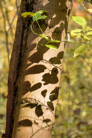 an autumn leaf on a tree