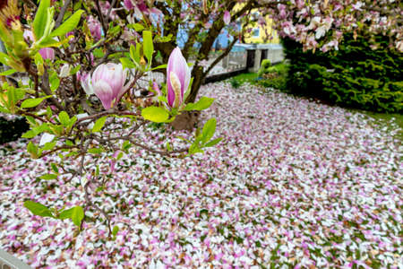 a beautiful blooming magnolia tree in spring heralds the springの写真素材