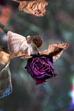 withered flowers. death, end of life, death, forgetting and rememberingの写真素材