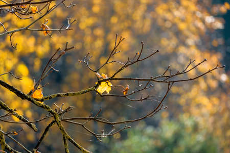 An autumn leaf on a treeの写真素材