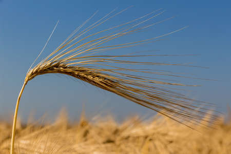 a cornfield with barley awaiting harvest. symbolic photo for agriculture and healthy eating.の写真素材