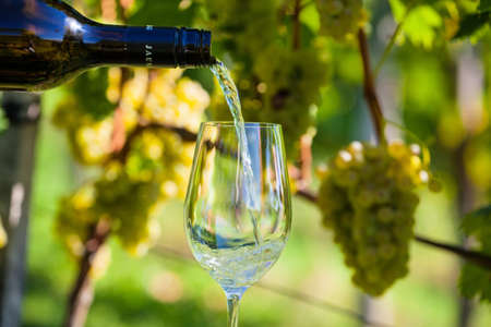 grapes in the vineyard of a winemaker. weingarten in autumn.の写真素材