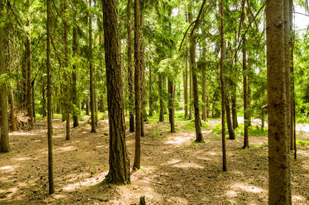 many trees in a forest with fresh green