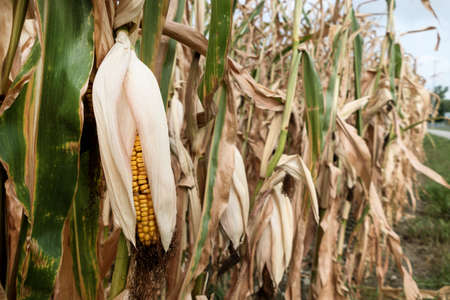 because of the arid summer maize crop is affected.
