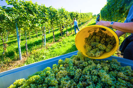 vintage in the vineyard of a winemaker. weingarten in autumn. ripe grapes are harvested.の写真素材