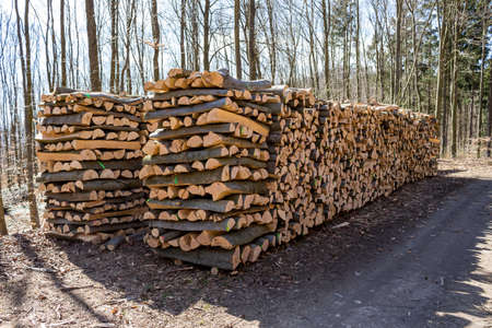 trees in a forest have been recut at woodwork. natural, energy-friendly and sustainable heat.の写真素材