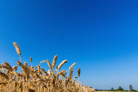 a cornfield with wheat at harvest. a combine harvester at work.の写真素材