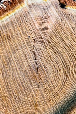 ovum-sectional area of ??a tree trunk, symbol image for age and timeの写真素材