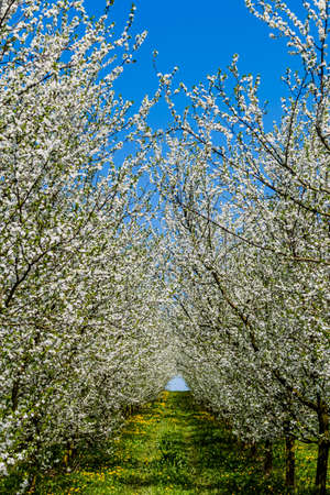 a flowering fruit tree in spring. against blue skyの写真素材