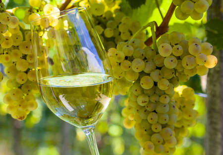 a glass of white wine in the vineyard with grapes a winemakerの写真素材