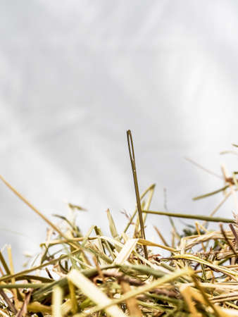 find symbolfoto proverbial needle in a haystackの写真素材