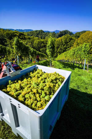 vintage autumn in the vineyard of a winemaker. ripe grapes in a vineyard waiting to be harvested.