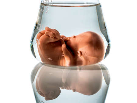 model of an embryo in a laboratory glass. symbol photo for pregnancy by artificial insemination. abortion and genetic manipulationの写真素材