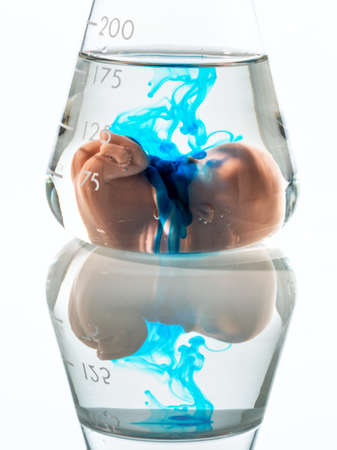 model of an embryo in a laboratory glass. symbol photo for pregnancy by artificial insemination. abortion and genetic manipulationの写真素材