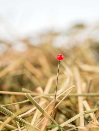 a needle is in the haystack. icon photo of a proverb for challenge, search and locate.の写真素材