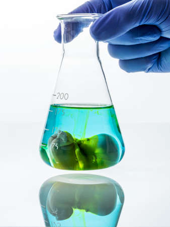 model of an embryo in a laboratory glass. symbol photo for pregnancy by artificial insemination. abortion and genetic manipulationの写真素材