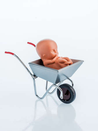 a 12-week-old emybro plastic. model for pregnancy, abortion and contraception. protection of unborn life.の写真素材