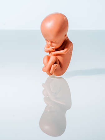 a 12-week-old emybro plastic. model for pregnancy, abortion and contraception. protection of unborn life.の写真素材