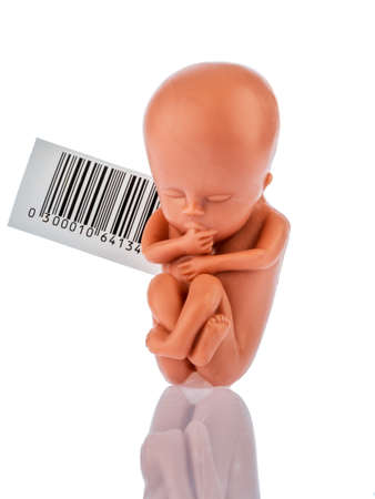a 12-week-old emybro plastic barcoded. model for surrogacy, genetic engineering and artificial inseminationの写真素材