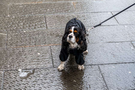a dog is running on a leash in the rainの写真素材