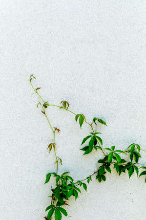 a vine of ivy on a brick wall. symbol photo for growth and strengthの写真素材
