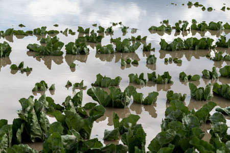 after a heavy rain during a storm, the plants were flooded in a fieldの写真素材