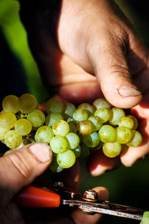 vintage in vineyard of a winemaker. weingarten in autumn. ripe grapes are harvested.の写真素材